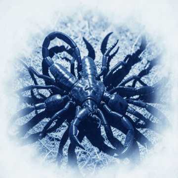 Scorpion Family Tree